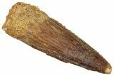 Fossil Spinosaurus Tooth - Real Dinosaur Tooth #322262-1